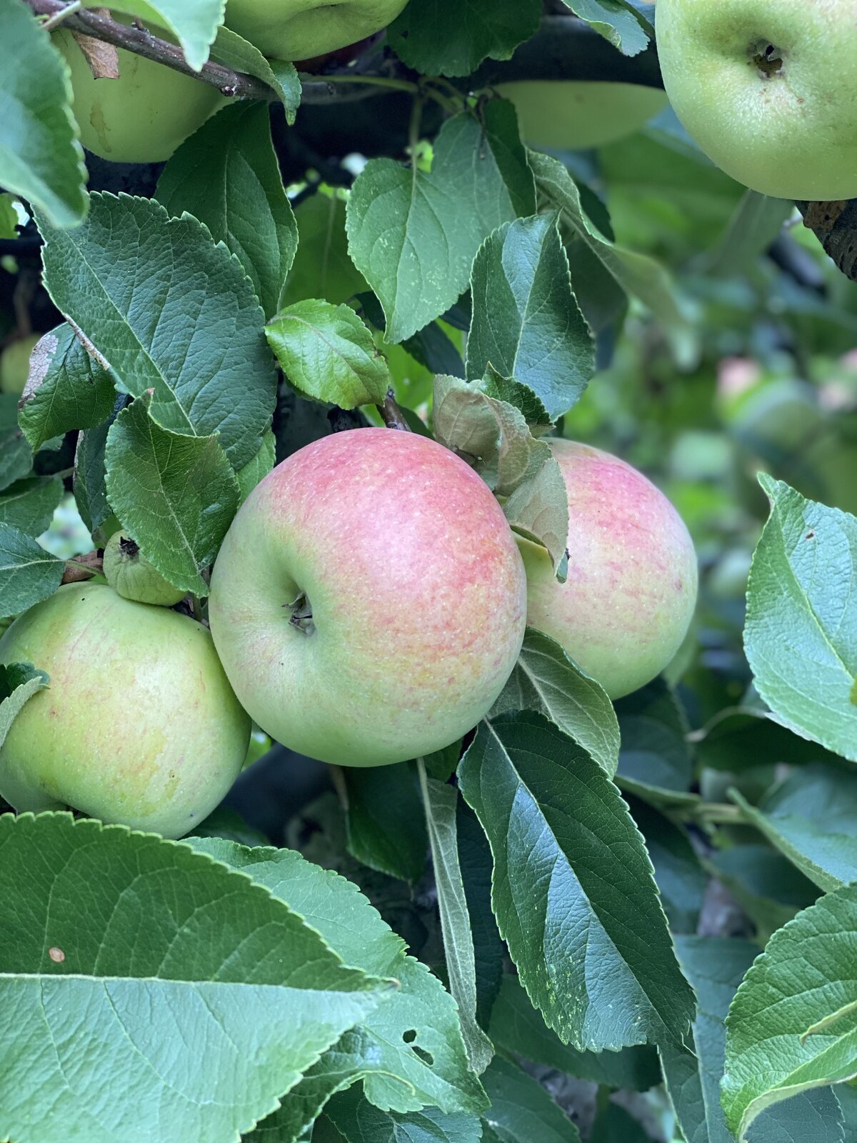 Æbler og most hos Kræmmergård